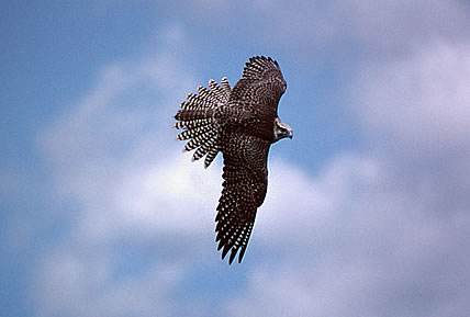 The Massachusetts Birds of Prey Rehab Facility: Offering a second