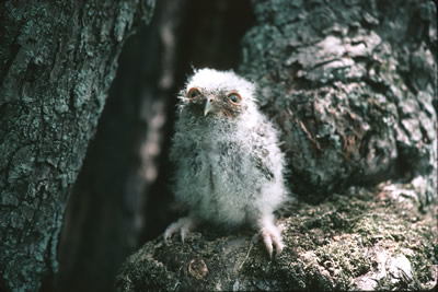 The Massachusetts Birds of Prey Rehab Facility: Offering a second